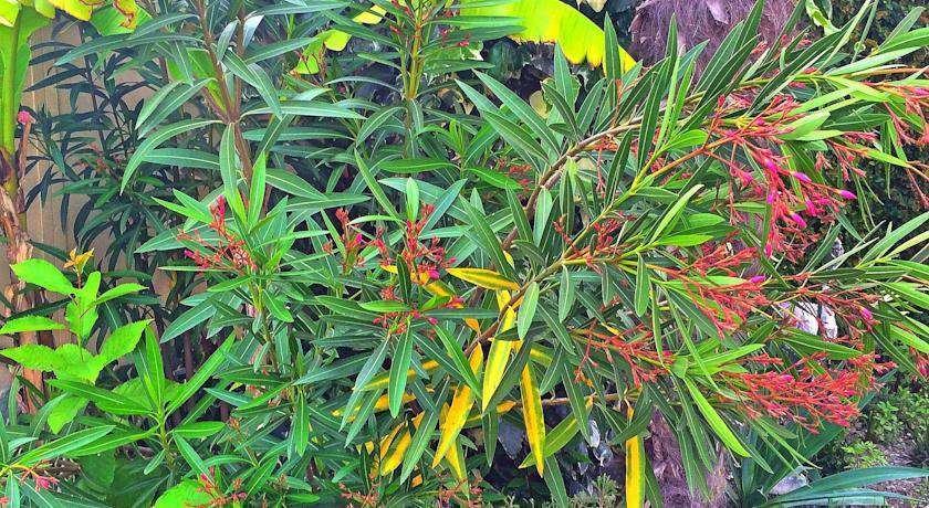 Гостиница Каравелла Гостевой Дом Адлер-38