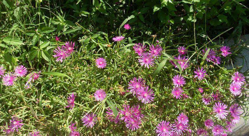 Гостиница Каравелла Гостевой Дом Адлер-17